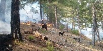 Adana'daki Orman Yangını Kontrol Altına Alındı Haberi