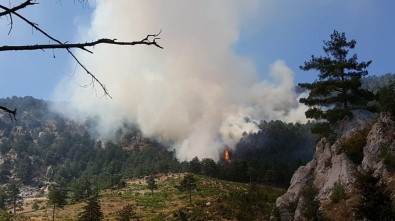 Adana'daki Orman Yangınında 3 Hektar Ormanlık Alan Kül Oldu