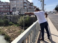 İSRAİL SAZANI - Alaplı'da 'İsrail Sazanı' Avı Başladı