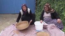 KAVURGA - 'Eskinin Kuru Yemişi Çedeneli Kavurga' İçin Tanıtım Atağı