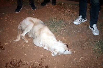 Midyat'ta Gözü Oyulmuş Köpek Bulundu
