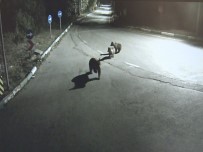 ÇAKAL - Uludağ'da Aç Kalan Sakat Ayı Ve Yavruları Şehre İndi