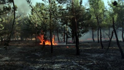 Afrin'de Orman Yangını