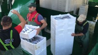 HAMSİ BALIĞI - Akçakoca'da balıkçılar Karadeniz'den 40 ton palamutla döndü
