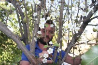 BAYAVŞAR - Armut Ağacı Eylül'de Çiçek Açtı