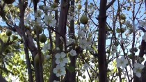BAYAVŞAR - Armut Ağacı Eylülde Çiçek Açtı