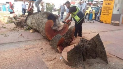 Asırlık Olduğu İddia Edilen Çınar Ağacı 75 Yıllık Çıktı