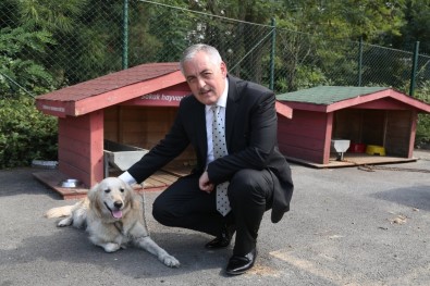 Başkan Aydın'dan Sokak Hayvanları Açıklaması