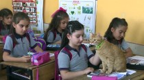DEDEKTIF - Kedi 'Tombi' Yaz Tatilinin Ardından Okula Döndü