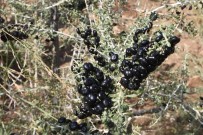 TIBET - Kurt Üzümü Elazığ'da İlk Meyvesini Verdi