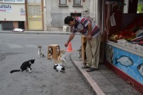 ALİŞAN - Kediler Balıkçının Önünde Nöbet Tutuyor