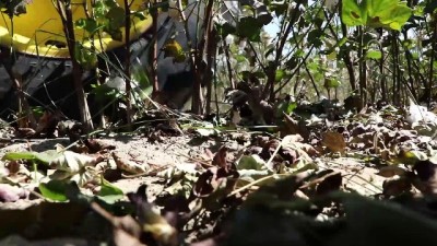 Pamukta Sıradaki Hedef İthalatı Bitirmek