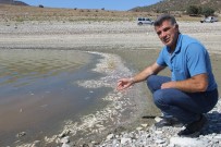 PORSUK ÇAYı - Porsuk Barajı'nda Esrarengiz Balık Ve Kerevit Ölümleri