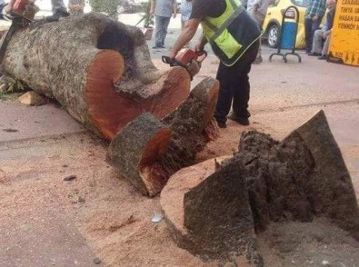 Rize Belediyesi'nden Kesilen Çınar Ağacı İle İlgili Açıklama Yapıldı