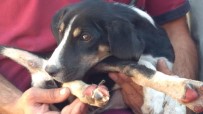ORMAN YANGINI - Alevlerin İçinde Kalan Köpeği Ormancılar Kurtardı