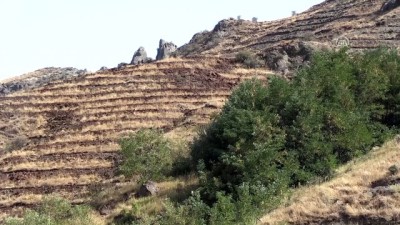 Aras Dağları'nda Erozyonla Mücadele Hamlesi