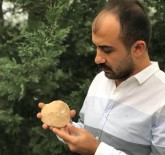 FOSİL - Diyarbakır'da 47 Milyon Yıllık Deniz Canlısı Fosili Bulundu