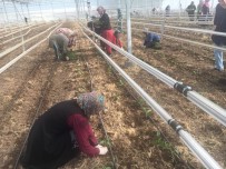 NITELIK - Osmaniye'de Suriyelilere Seracılık Kursu