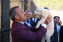 TUNCELİ VALİSİ - Türkiye'nin En İşlevsel Hayvan Bakımevi Tunceli'de Açıldı