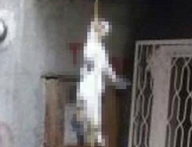 Apartmanın girişinde ipte asılı kedi bulundu
