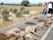 DİKİLİ BELEDİYESİ - Yolcu otobüsü sürüye çarptı, çoğu gebe 65 koyun telef oldu