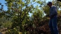 KASıMLAR - Ceviz Üreticileri Ayılardan Şikayetçi