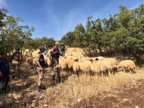 Kayıp Koyunlar Jandarma Ekipleri Tarafından Bulundu Haberi