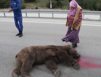 KARAAĞAÇLı - Kazada ölen ayıya 'Allah kahretsin seni; arabam mahvoldu' diye beddua etti