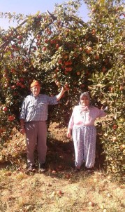 Simav'da Elma Bereketi, Bir Ağaç Yaklaşık 500 Kilo Ürün Veriyor
