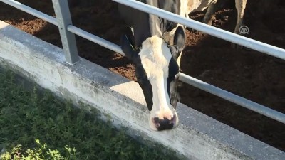 'Türkiye'nin Yurt Dışından Süte İhtiyacı Yok'