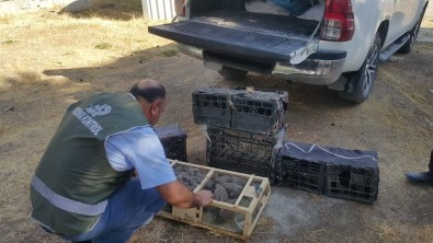 Van Dkmp, 2'Si Kadın 3 Keklik Avcısına Ceza Yağdırdı