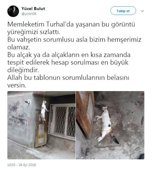 MHP'li vekil Yücel Bulut o vahşete tepkisiz kalmadı