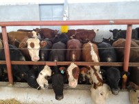 BESİ ÇİFTLİĞİ - Antalya'da Desteklemeyle 400 Başlık Çiftlik Kuruldu