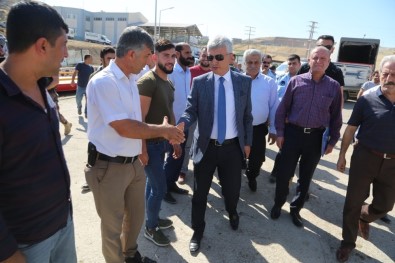 Cizre'de 20 Çiftçiye 100 Adet Dişi Düve Dağıtıldı