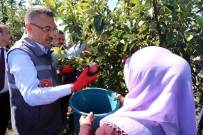 Cumhurbaşkanı Yardımcısı Oktay Örnek Bahçede İşçilerle Elma Hasadı Yaptı Haberi