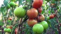 ROMANYA - Domatesin Kilogramı Dalında 3 Lirayı Buldu