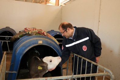Erzincan'da Şap Aşılama Kampanyası Başladı