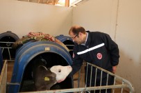 SAĞLIK RAPORU - Erzincan'da Şap Aşılama Kampanyası Başladı