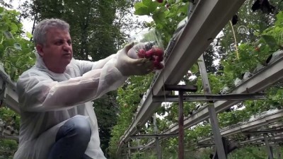 Hobi Amaçlı Yapılan Çilek Üretimi Gelir Kapısı Oldu