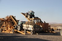 ŞEKER FABRİKASI - Malazgirt'te Pancar Alımları Başladı