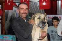 SİVAS GÜNLERİ - Sivas Günleri'nin İlgi Odağı 100 Kiloluk Kangal