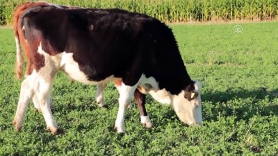 Süt Üreticisi, Raftaki Ürünün Fiyatından Şikayetçi