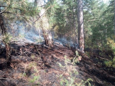 Balıkesir'deki Orman Yangını Kısa Sürede Söndürüldü
