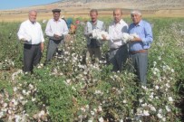 ÇUKOBIRLIK - Beyaz Altında Çifte Sevinç