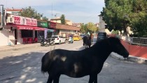 DURSUN ALI ŞAHIN - Edirne'de Kent Merkezindeki Sahipsiz Atlar