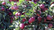 KAYGıSıZ - Elma İhracatında Yüzler Gülecek