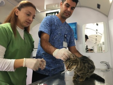 İBB Vetbüs Çekmeköy'de Hayvanları Sağlık Taramasından Geçirdi