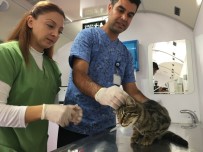 SOKAK KEDİSİ - İBB Vetbüs Çekmeköy'de Hayvanları Sağlık Taramasından Geçirdi