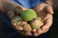 KıRıM - Kabuğun içinde 'Altın' yetişiyor