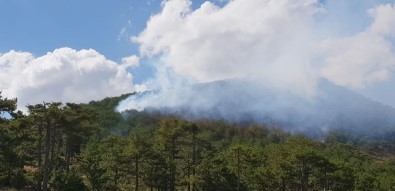 Uşak'ta Orman Yangını